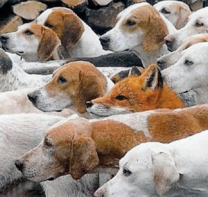 fox_among_dogs